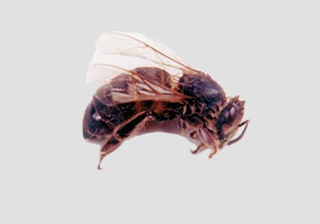 Honey Bee Worker