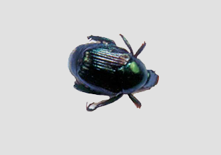 Japanese Beetle