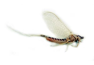 Mayflies