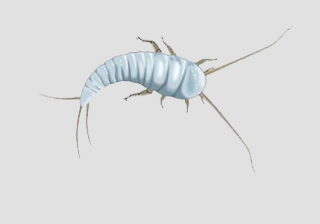 Silverfish