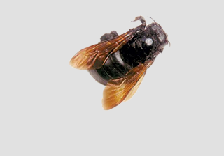 Solitary Bee