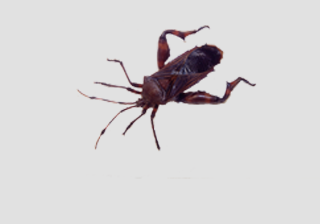 Squash Bug