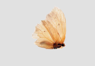 Sulfur Butterfly Mixed
