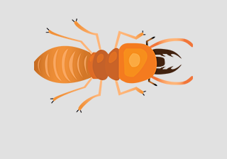 Termite Worker