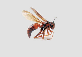 Wasp