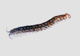 Centipede