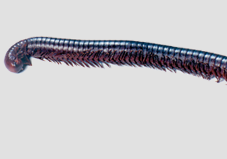 Millipede