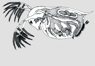 Water Flea, Daphnia