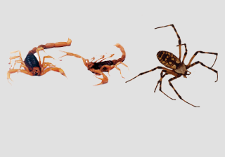 Tarantula, Scorpion & Spiders