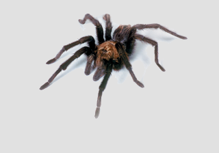 Tarantula