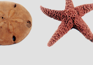 Starfish & Other Echinoderms