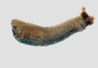 Sea Cucumber