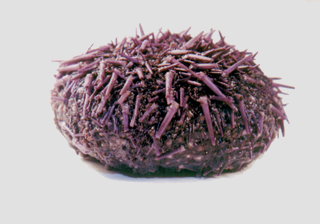 Sea Urchin