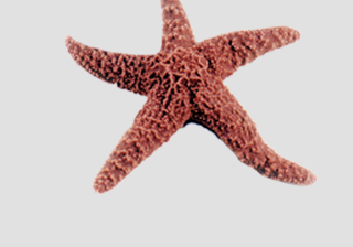 Starfish