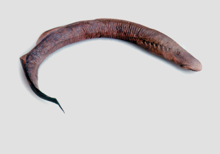 Lamprey