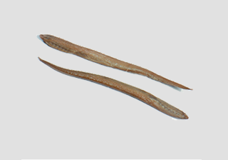 Lamprey - Ammocoetes