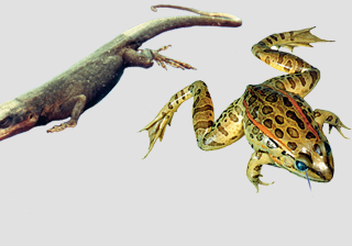 Frogs, Reptiles, Turtles & Other Amphibians