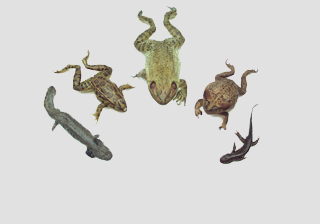 Amphibian Survey Set