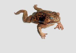 Bufo Marinus