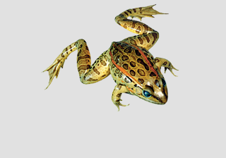 Grassfrogs