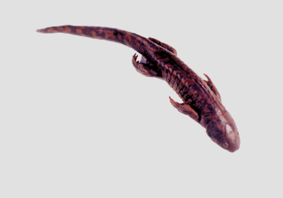 Salamander