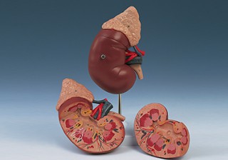 Kidney