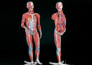 Muscular Anatomy