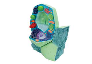 Plant Cell