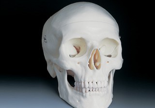 Skull