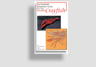 Crayfish