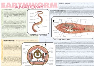 Earthworm