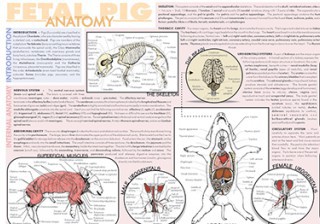 Fetal Pig