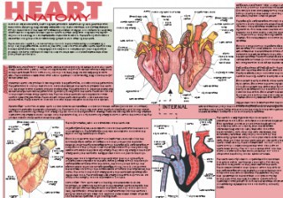 Mammalian Heart