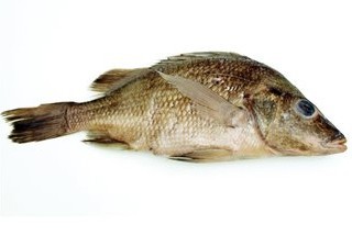 Mexican Perch - Formalin