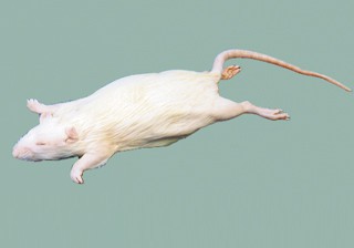 Rats - Formalin Free