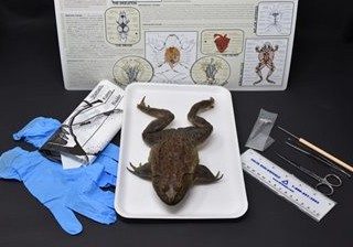 Frog Anatomy Kits