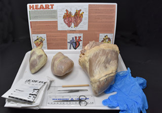 Comparative Anatomy Kits