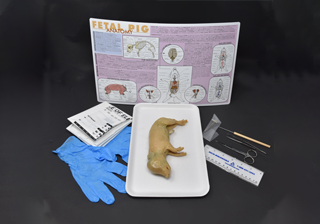 Mammal Anatomy Kits