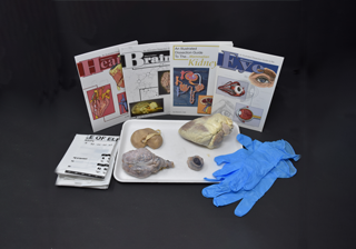 Mammalian Organ Kits