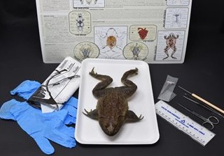 Advanced Frog Anatomy Kit