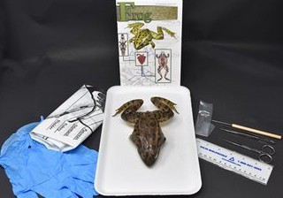 Basic Frog Anatomy Kit