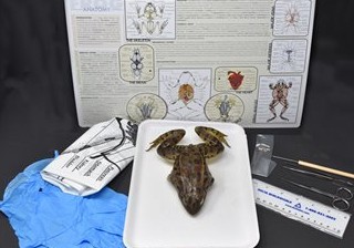 Frog Anatomy Kit