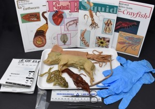 Comparative Circulatory System Kit