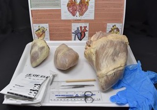 Comparative Mammalian Heart Kit