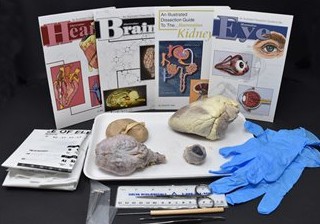 Comparative Mammalian Organ Kit