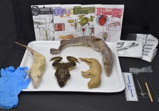 Comparative Vertebrate Anatomy Kit