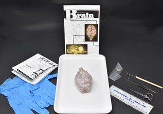 Mammalian Brain Anatomy Kit