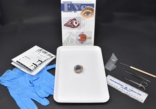 Mammalian Eye Anatomy Kit