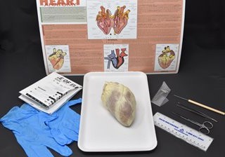 Mammalian Heart Anatomy Kit