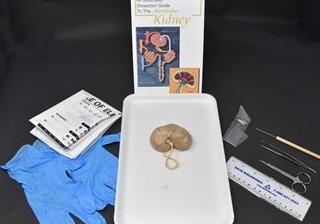Mammalian Kidney Kit